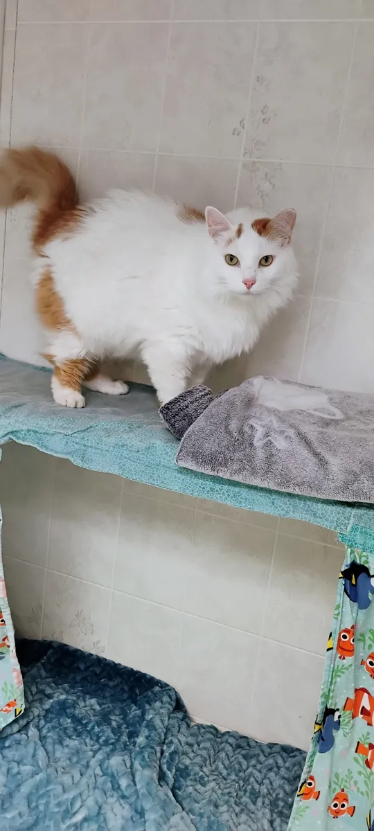 Butter at The Cat Chalet