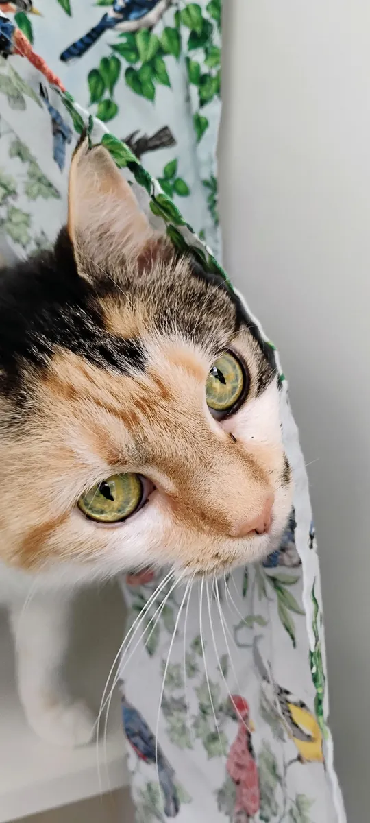 Cleo at The Cat Chalet
