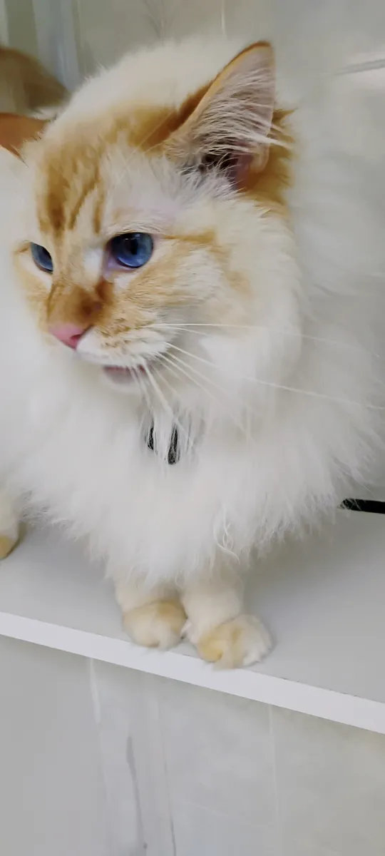 Kai at The Cat Chalet