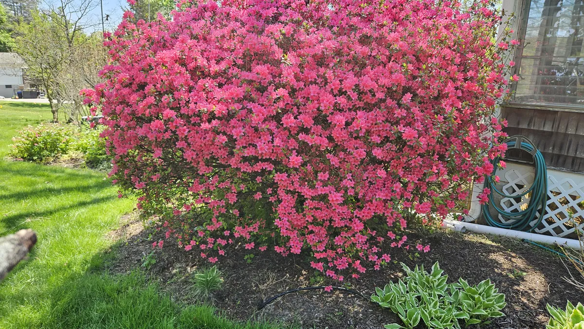 Azalea at The Cat Chalet