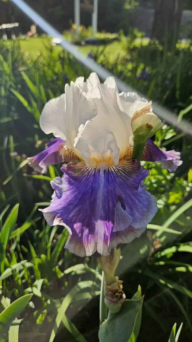 Iris at The Cat Chalet