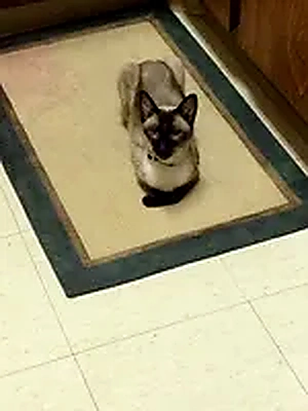 Mitzvah the Seal Point Siamese cat boarding guest at The Cat Chalet