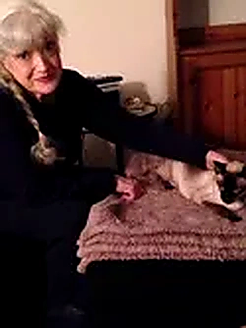 Mitzvah the Siamese cat resting in our office playroom